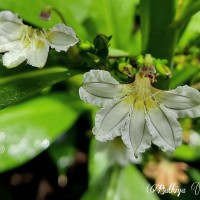 Scaevola taccada (Gaertn.) Roxb.